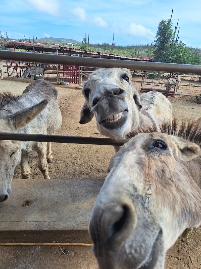 Photo 1 at Donkey Sanctuary Aruba in Santa Cruz