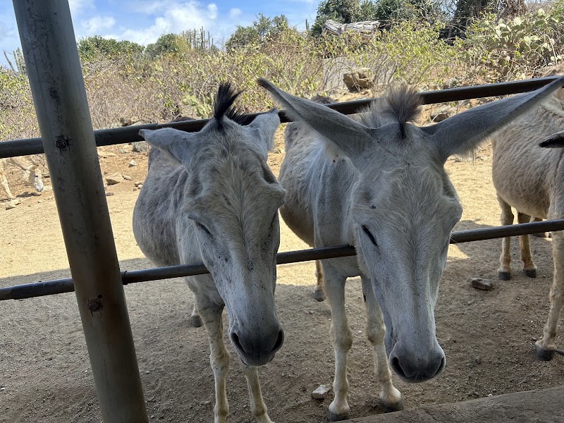 Donkey Sanctuary Aruba in Santa Cruz