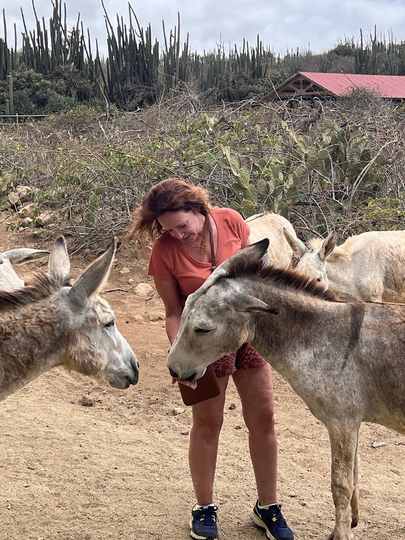 Photo 2 at Donkey Sanctuary Aruba in Santa Cruz