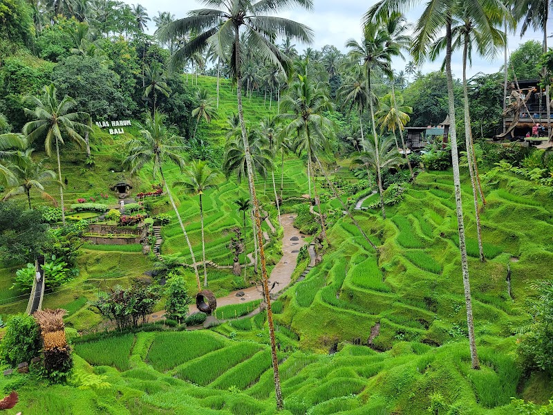 Photo 2 at Alas Harum Bali in Kecamatan Tegallalang