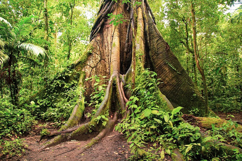 Photo 2 at Parque Nacional Volcán Arenal in El Castillo