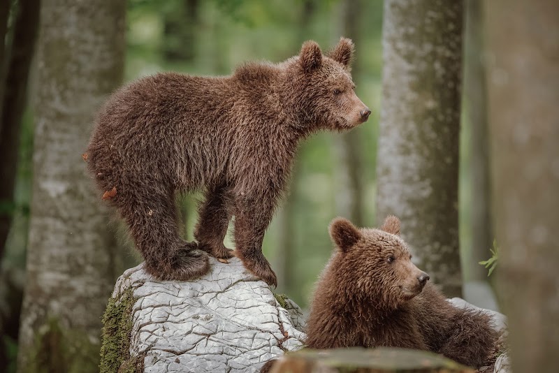 Photo 2 at Slovenia Activities - Best Things To Do in Slovenia ‍ ️ in Ljubljana