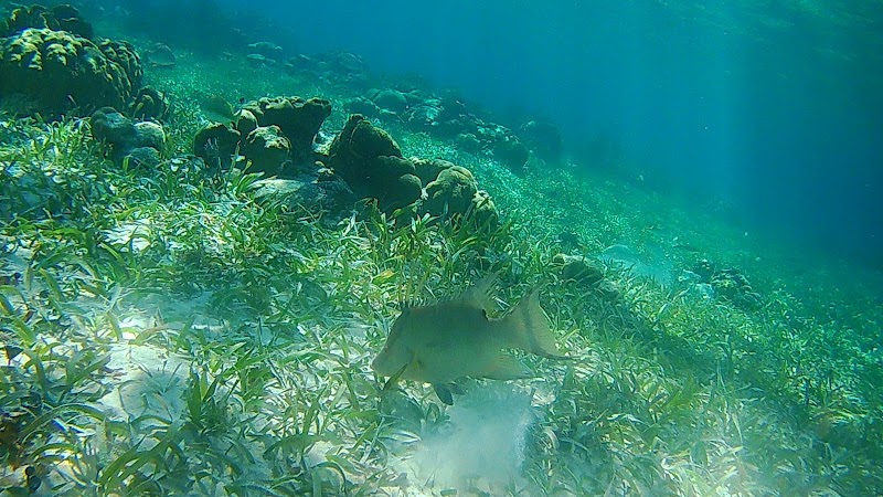 Photo 3 at Belize Barrier Reef in 