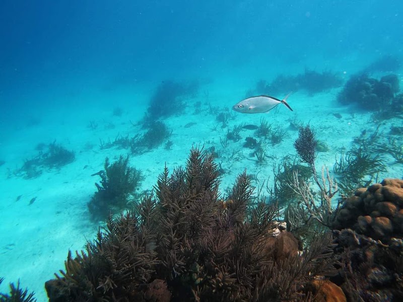Photo 6 at Belize Barrier Reef in 