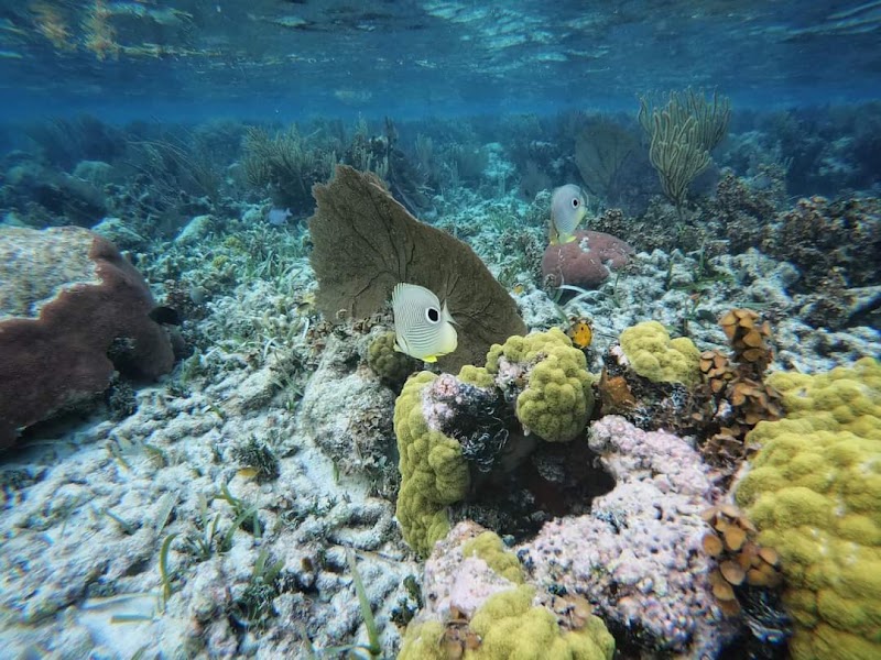 Photo 5 at Belize Barrier Reef in 