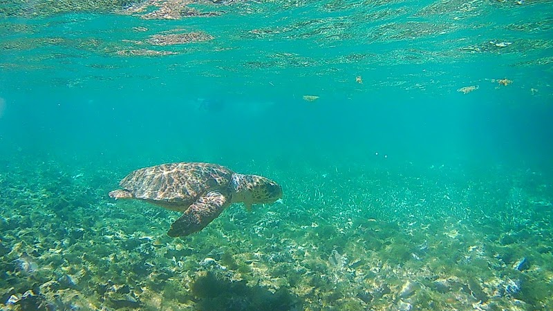 Photo 4 at Belize Barrier Reef in 