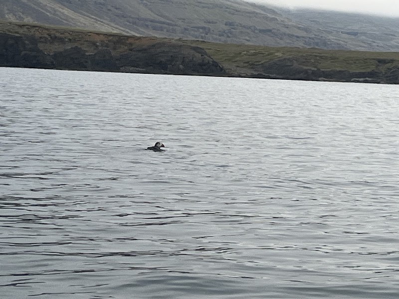 Photo 2 at Arctic Fun - kayaking and bike tours on the East Fjords of Iceland in Djúpivogur