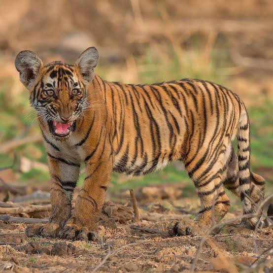 Ranthambore National Park in Sawai Madhopur