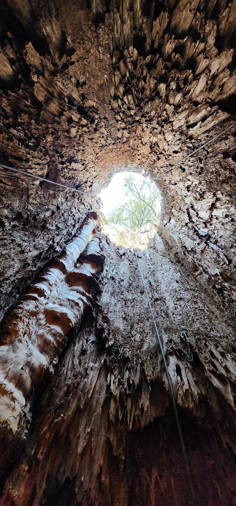Photo 6 at Southern Forest World in Waycross