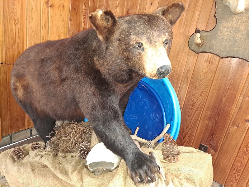Photo 4 at Southern Forest World in Waycross