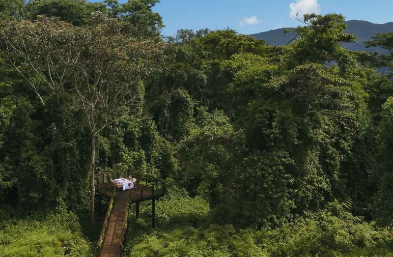 Photo 4 at Nyungwe Tea Forest, A Rare Finds Resort in 
