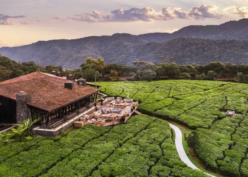 Nyungwe Tea Forest, A Rare Finds Resort in 