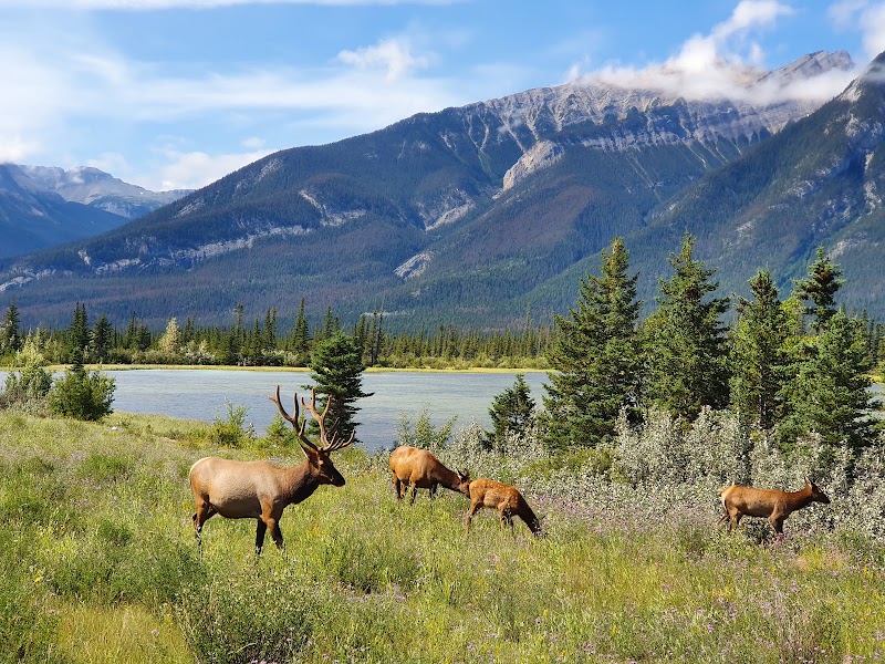 Photo 2 at Jasper National Park in Jasper