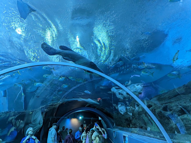 Photo 5 at Georgia Aquarium in Atlanta