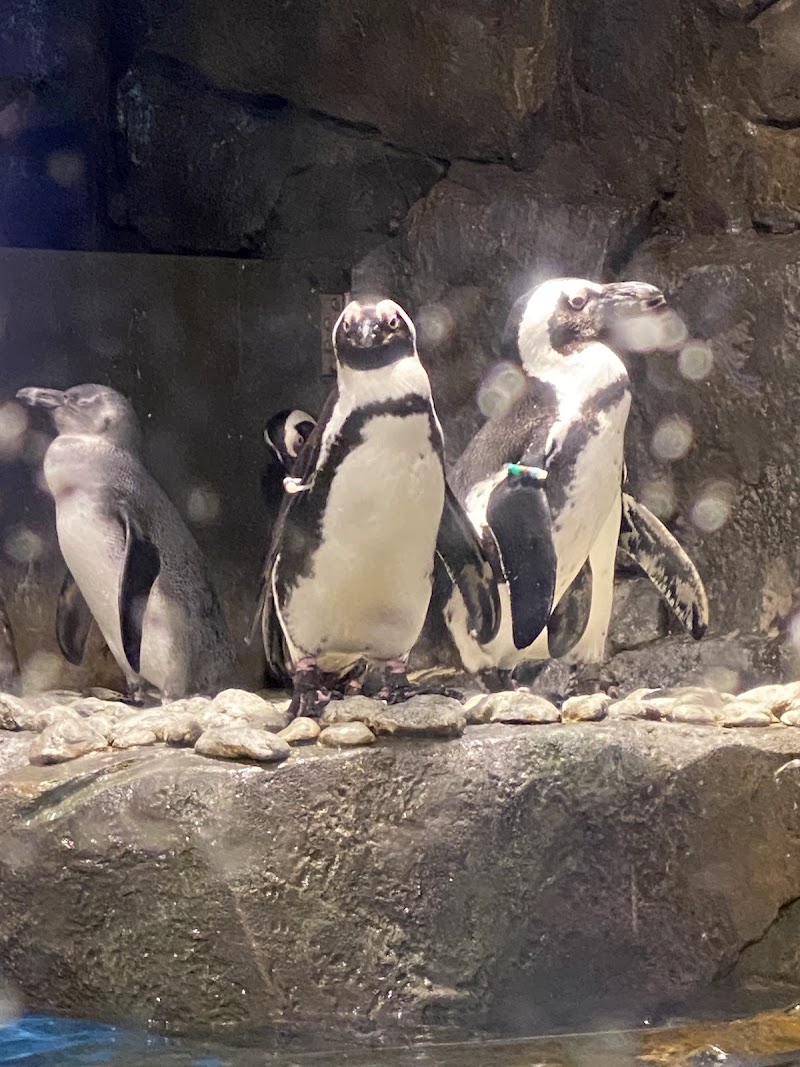 Photo 5 at Georgia Aquarium in Atlanta