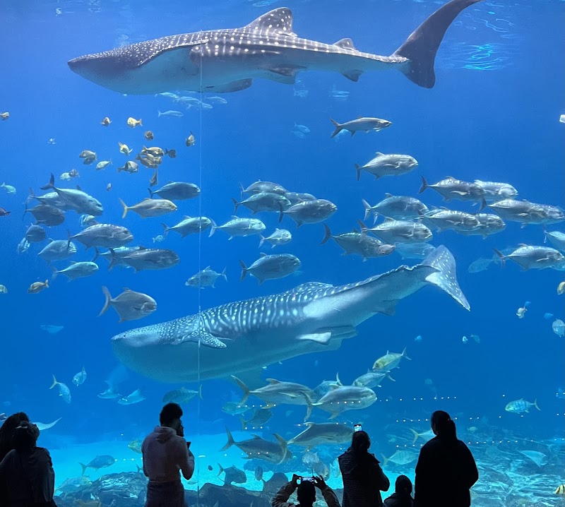 Georgia Aquarium in Atlanta