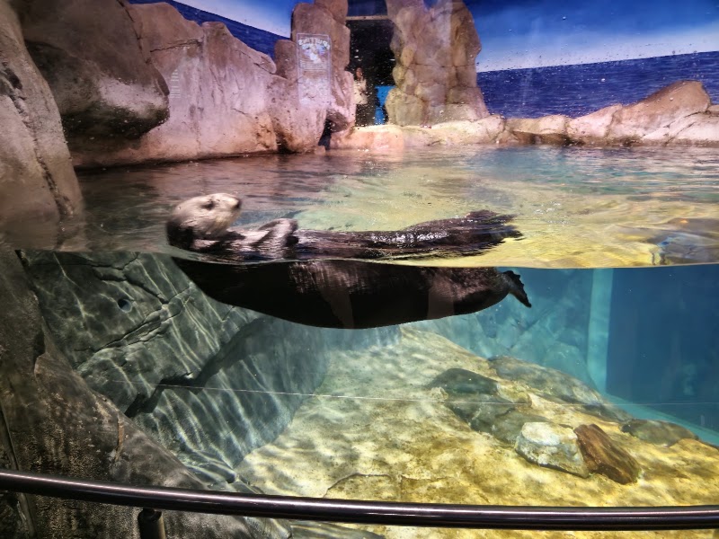 Photo 4 at Georgia Aquarium in Atlanta