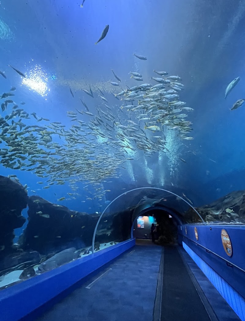 Photo 1 at Georgia Aquarium in Atlanta