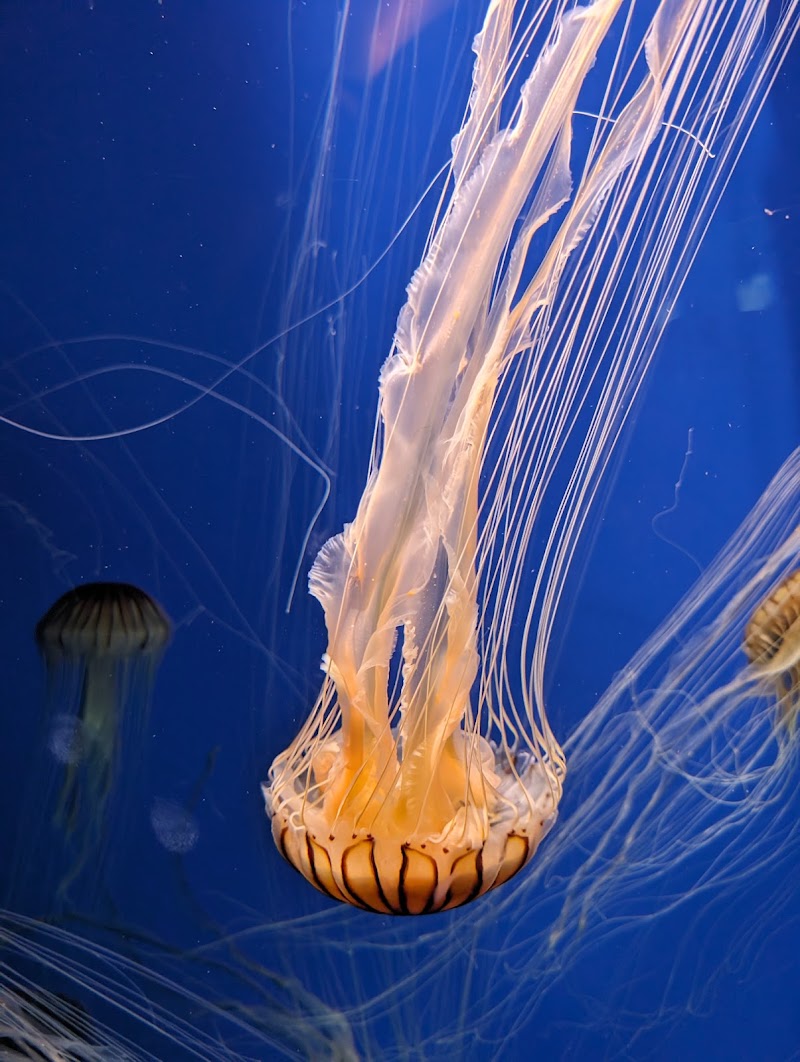 Photo 2 at Georgia Aquarium in Atlanta