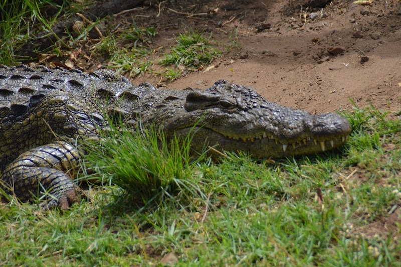 Photo 4 at Kalahari Tours in Kasane