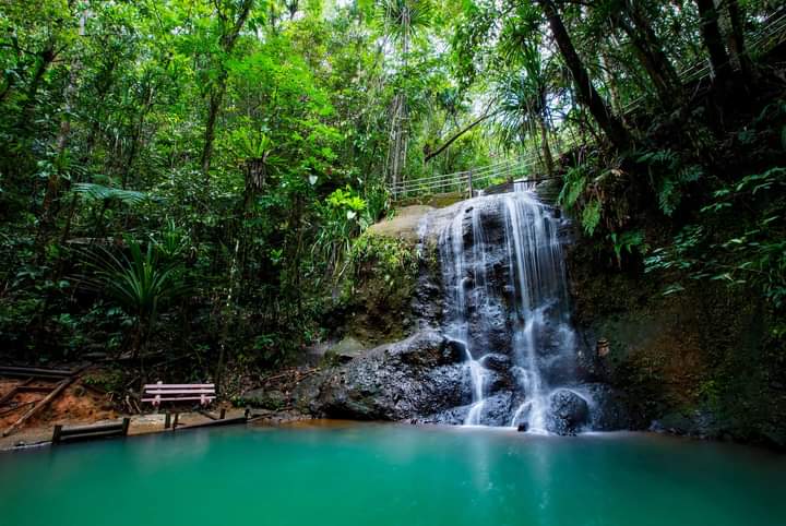Colo-I-Suva Forest Park in Nasinu