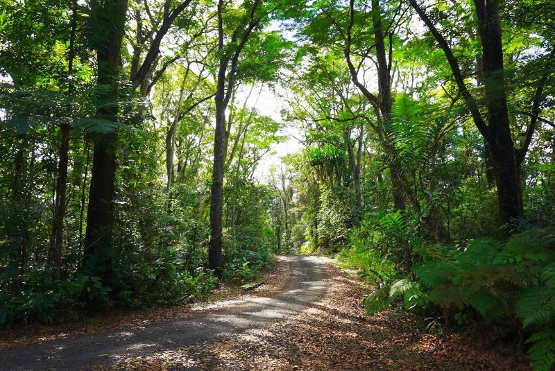 Photo 3 at Colo-I-Suva Forest Park in Nasinu