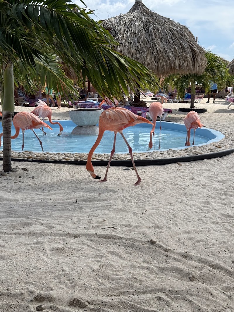 Photo 5 at De Palm Island in 