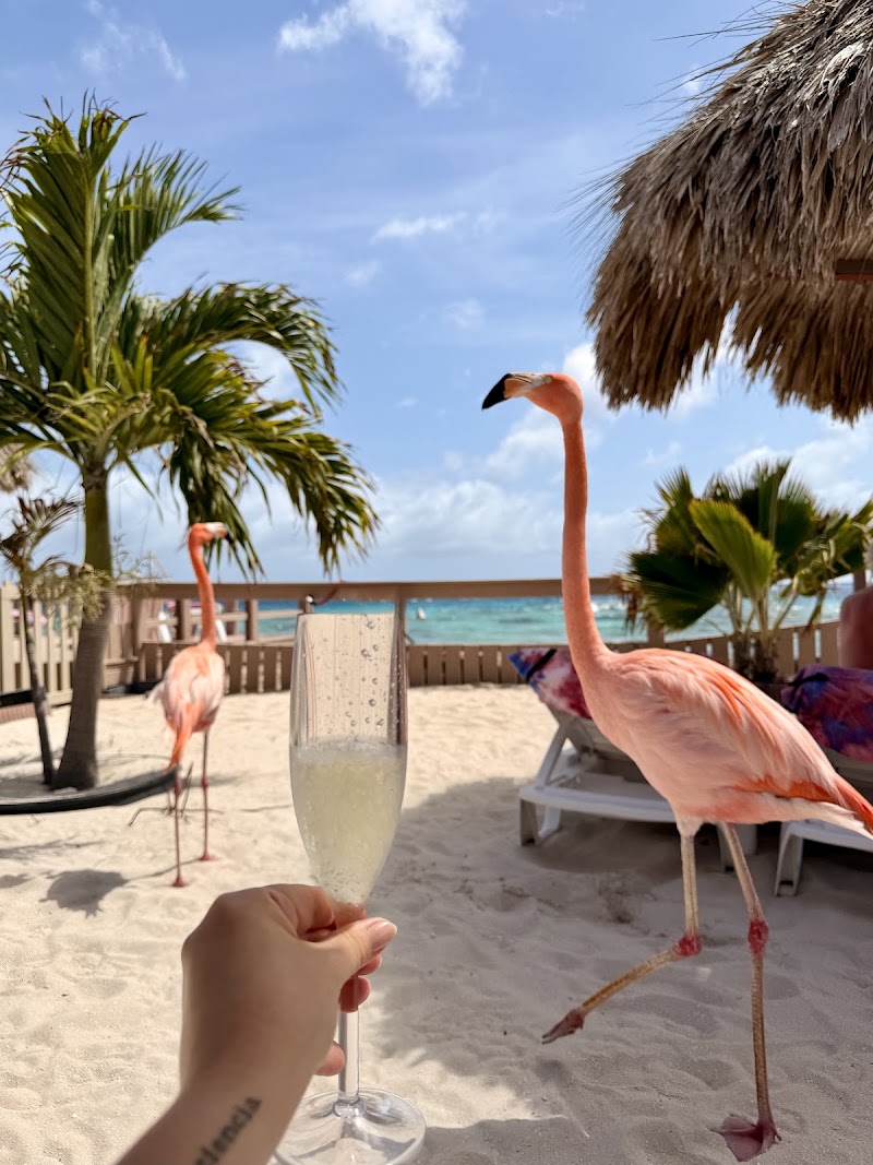 Photo 6 at De Palm Tours Aruba in Oranjestad