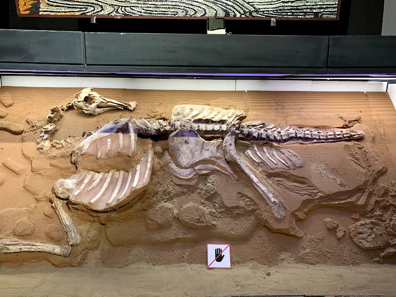 Photo 5 at National Museum of Natural Sciences, Mongolia in Ulaanbaatar