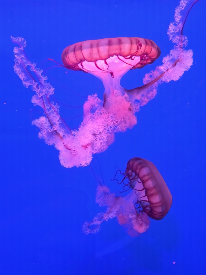 Photo 6 at SEA LIFE Bangkok in Khwaeng Pathum Wan