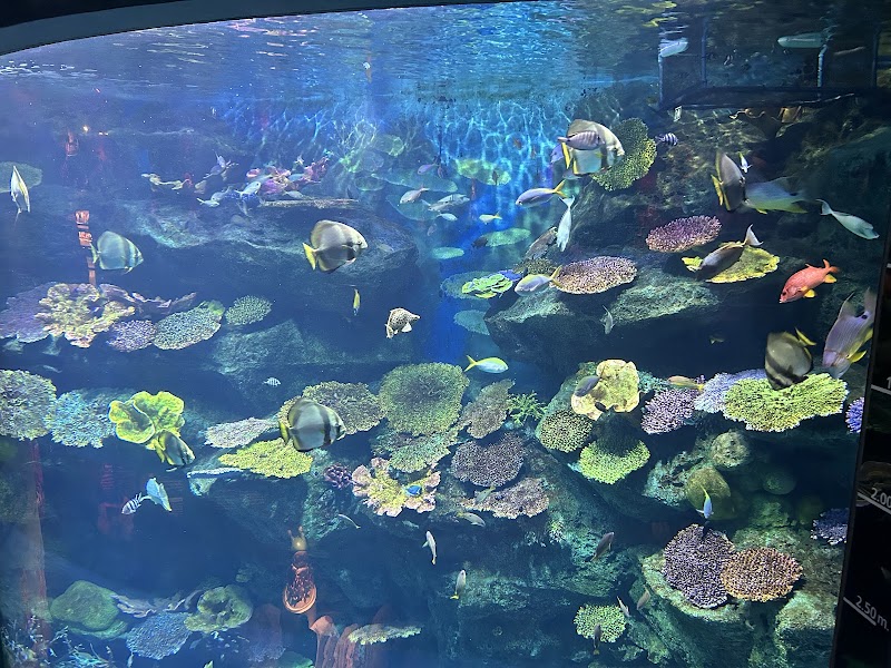 Photo 1 at SEA LIFE Bangkok in Khwaeng Pathum Wan