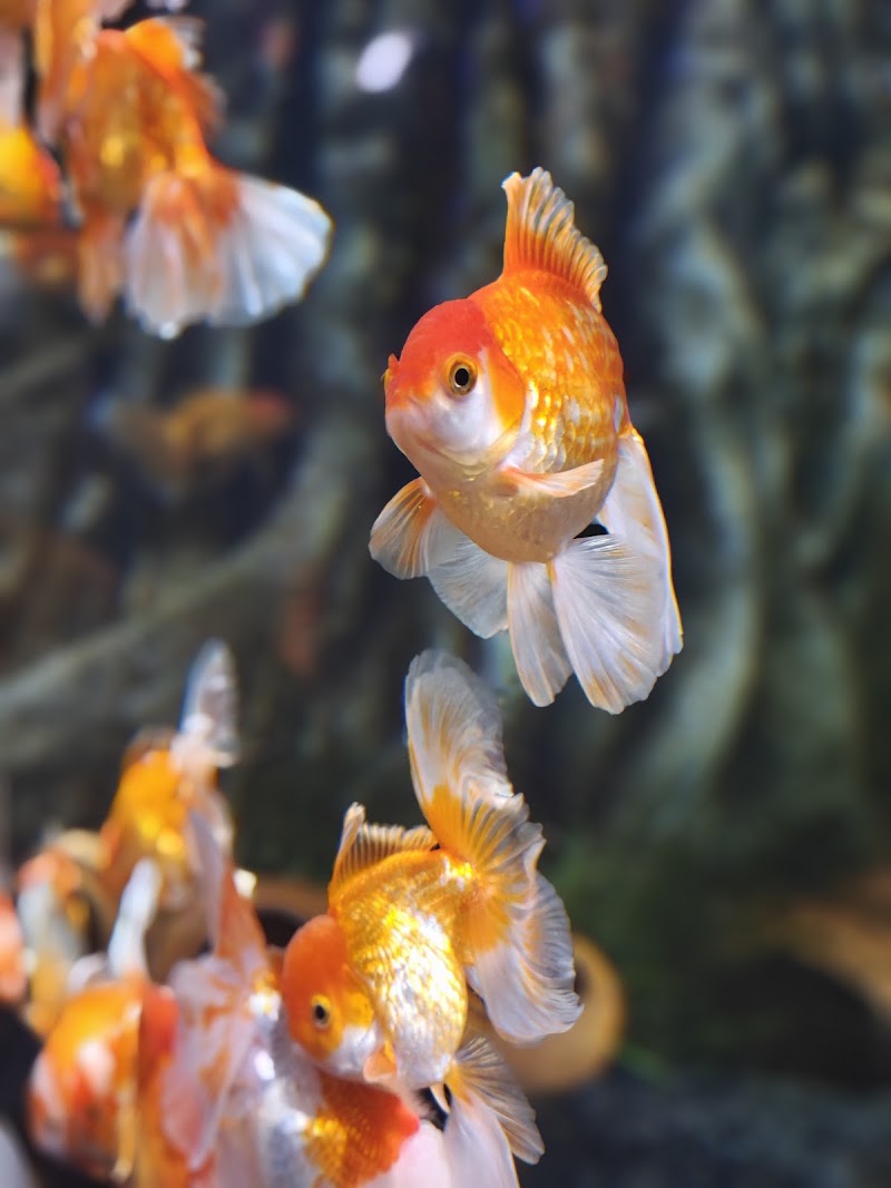 Photo 5 at SEA LIFE Bangkok in Khwaeng Pathum Wan