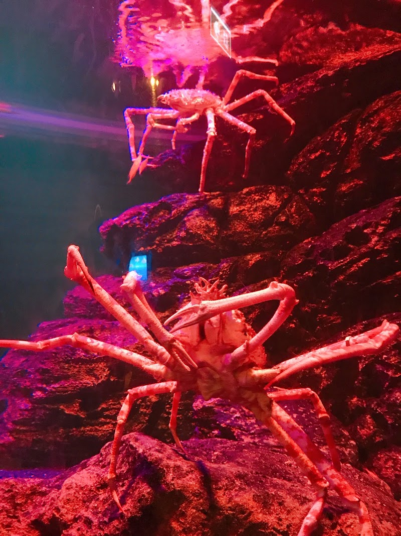 Photo 2 at SEA LIFE Bangkok in Khwaeng Pathum Wan