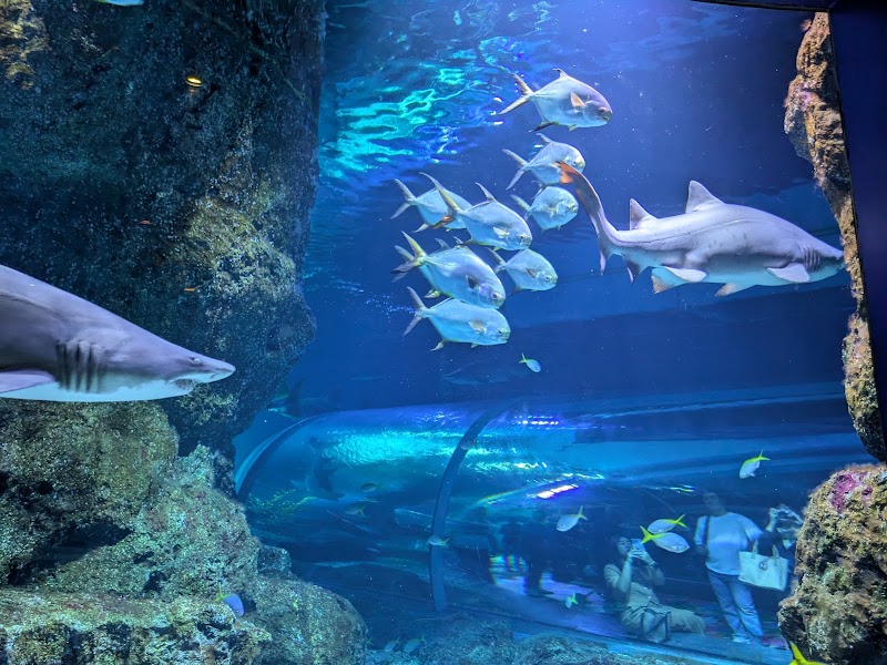 Photo 4 at SEA LIFE Bangkok in Khwaeng Pathum Wan