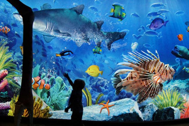 Photo 3 at SEA LIFE Bangkok in Khwaeng Pathum Wan