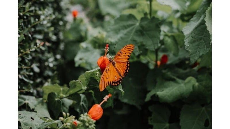 Texas Discovery Gardens at Fair Park in Dallas