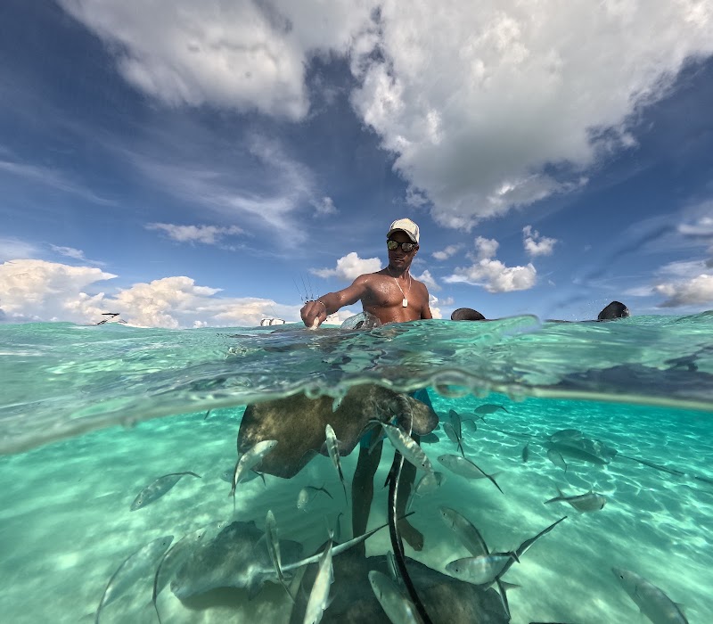 Stingray City Cayman Islands in 