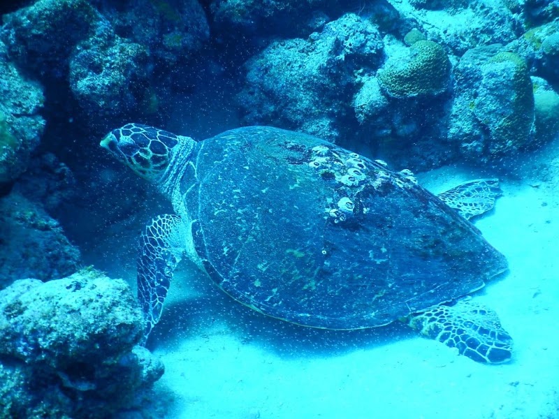 Photo 3 at Eco Dive, Grenada Blue in Morne Rouge