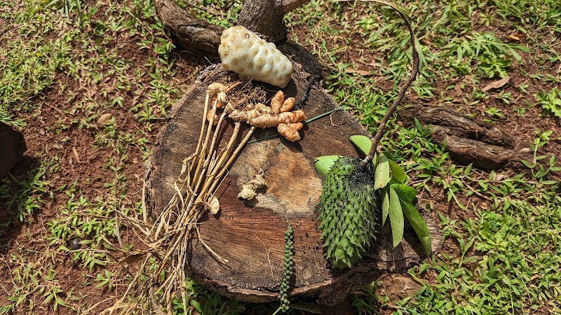 Photo 6 at Laura Herb & Spice Garden in Epping Forest