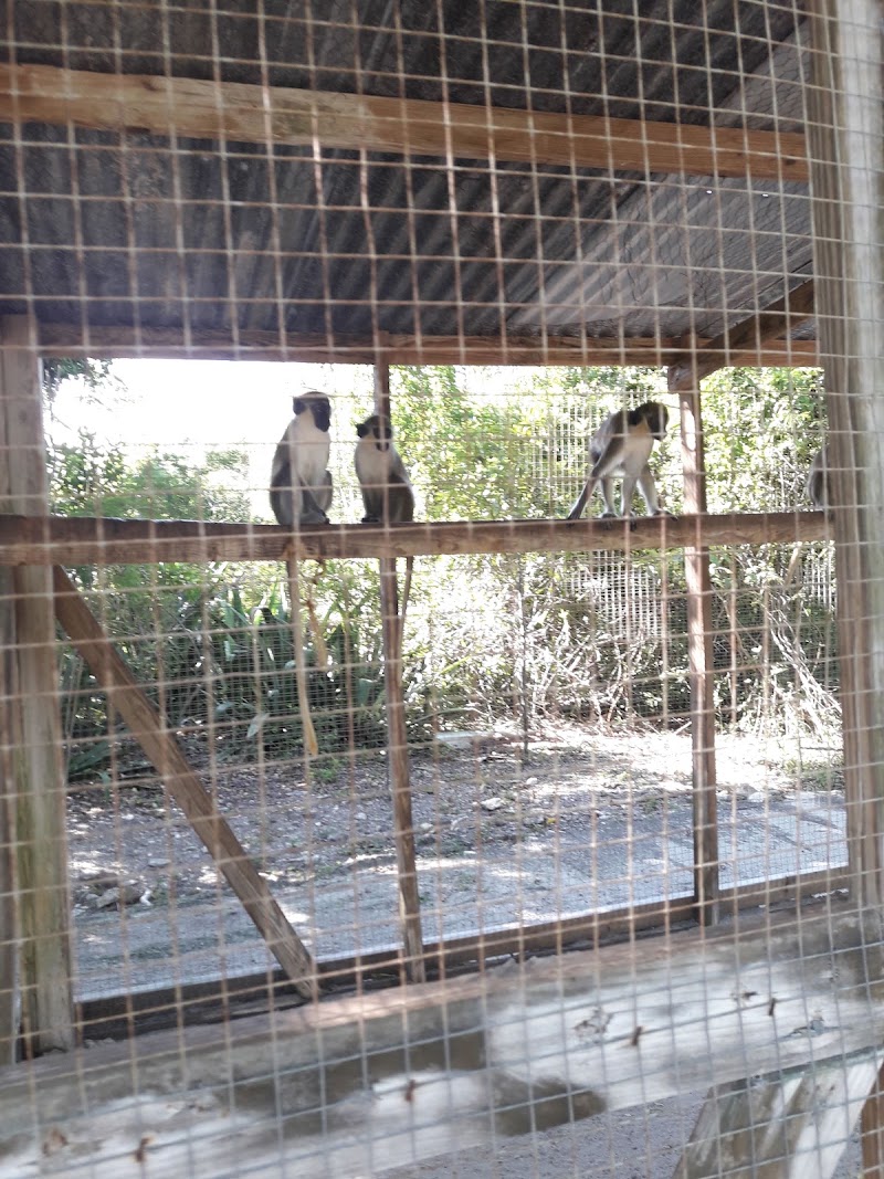 Photo 4 at Wadadli Animal Nature Park in St.Phillips