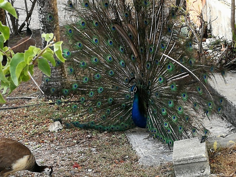Photo 5 at Wadadli Animal Nature Park in St.Phillips