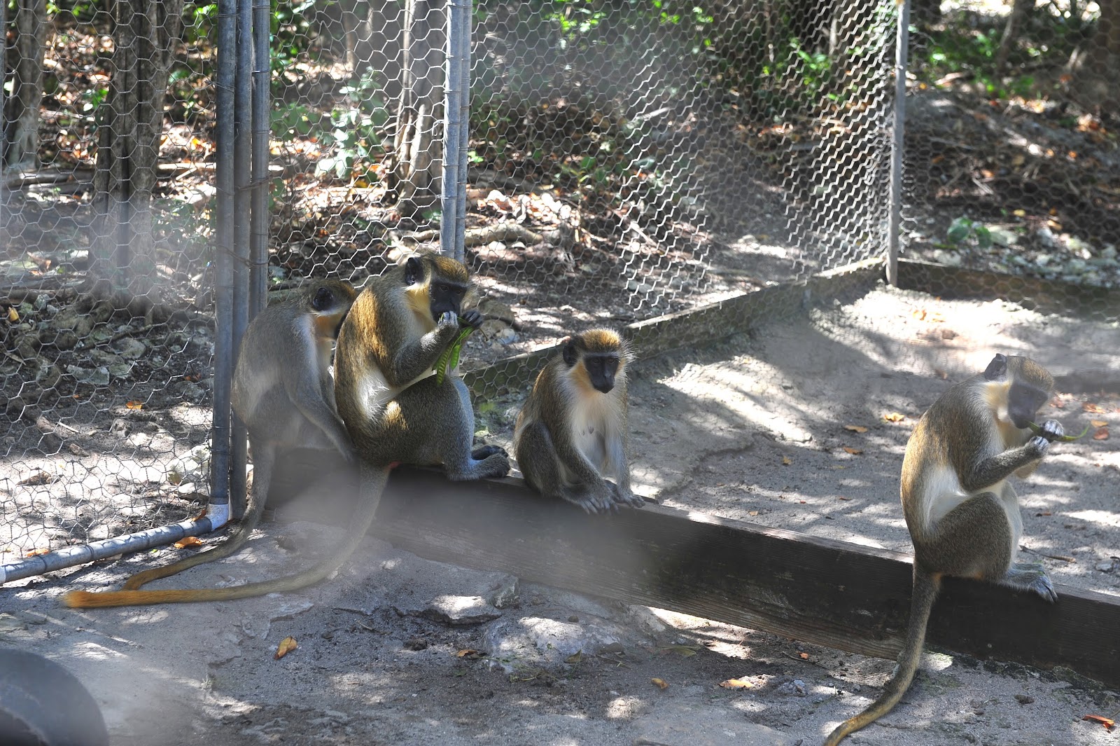 Wadadli Animal Nature Park in St.Phillips