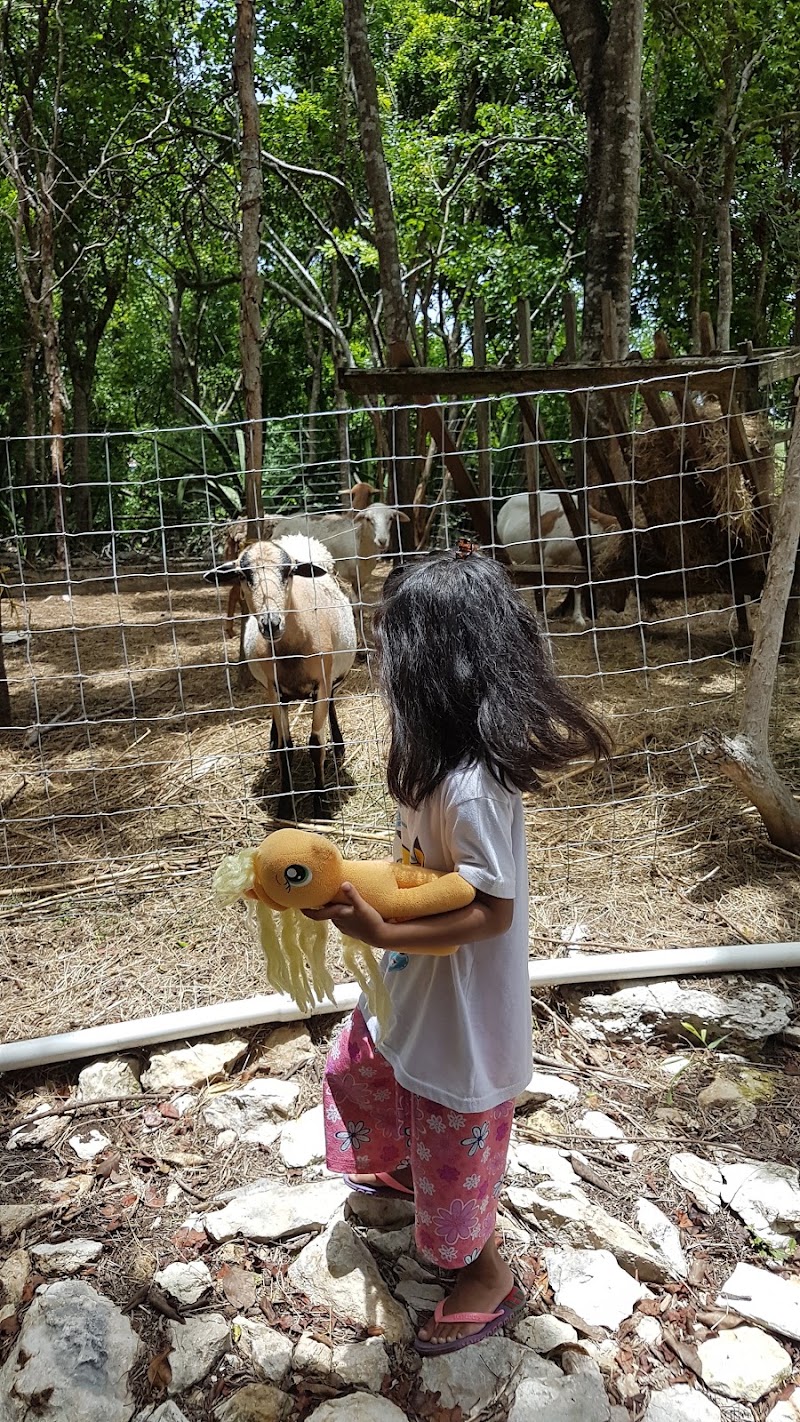 Photo 2 at Wadadli Animal Nature Park in St.Phillips