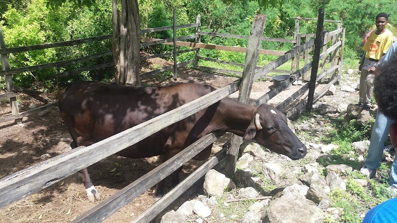 Photo 6 at Wadadli Animal Nature Park in St.Phillips