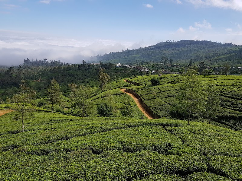 Photo 3 at Piduruthalagala Conservation Forest in Nuwara Eliya