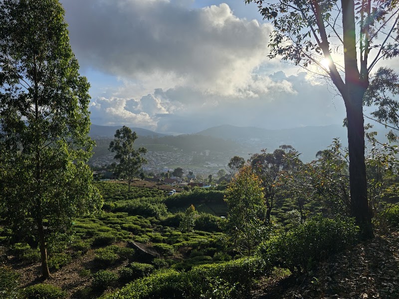 Photo 5 at Piduruthalagala Conservation Forest in Nuwara Eliya