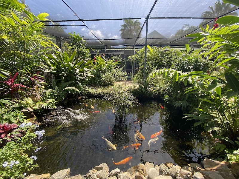 Photo 5 at The Butterfly Farm Aruba in Noord