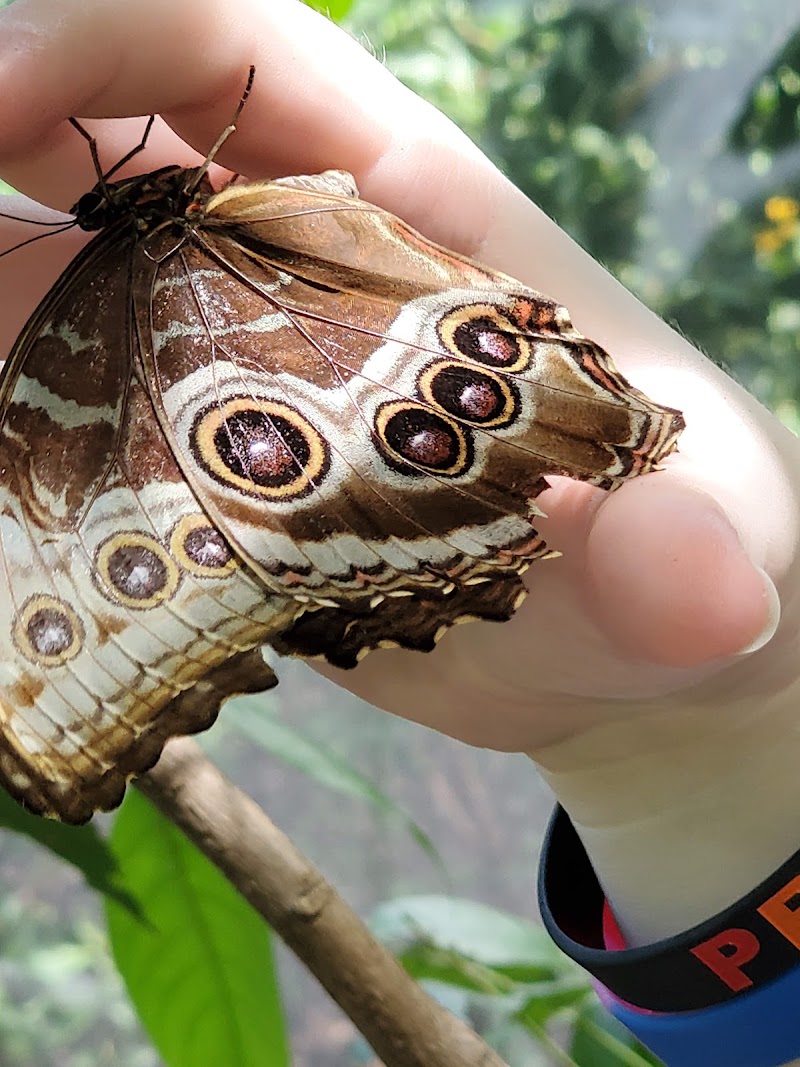 Photo 6 at The Butterfly Farm Aruba in Noord