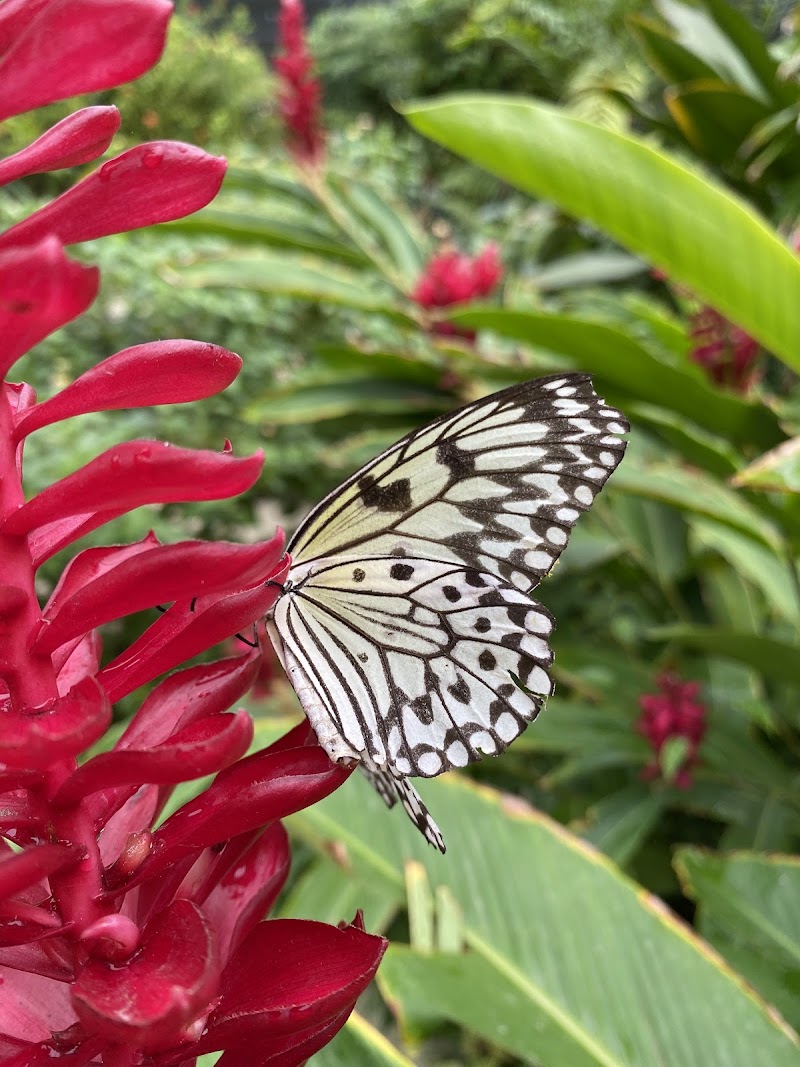 Photo 3 at The Butterfly Farm Aruba in Noord