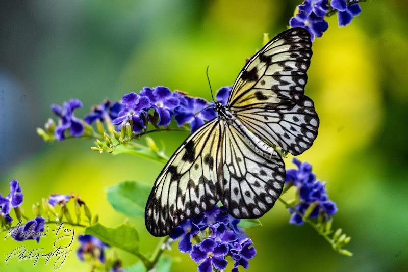 Photo 2 at The Butterfly Farm Aruba in Noord
